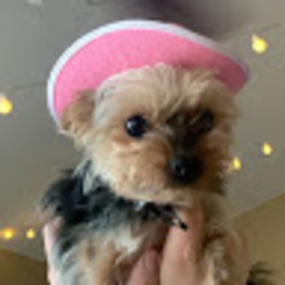 Meet your Posher, Sammy - Picture 1 of 1